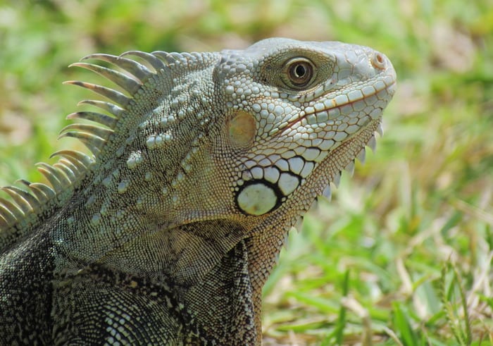 Gecko in Caribbean